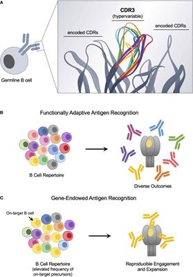 Public Immunity: Evolutionary Spandrels for Pathway-Amplifying Protective Antibodies